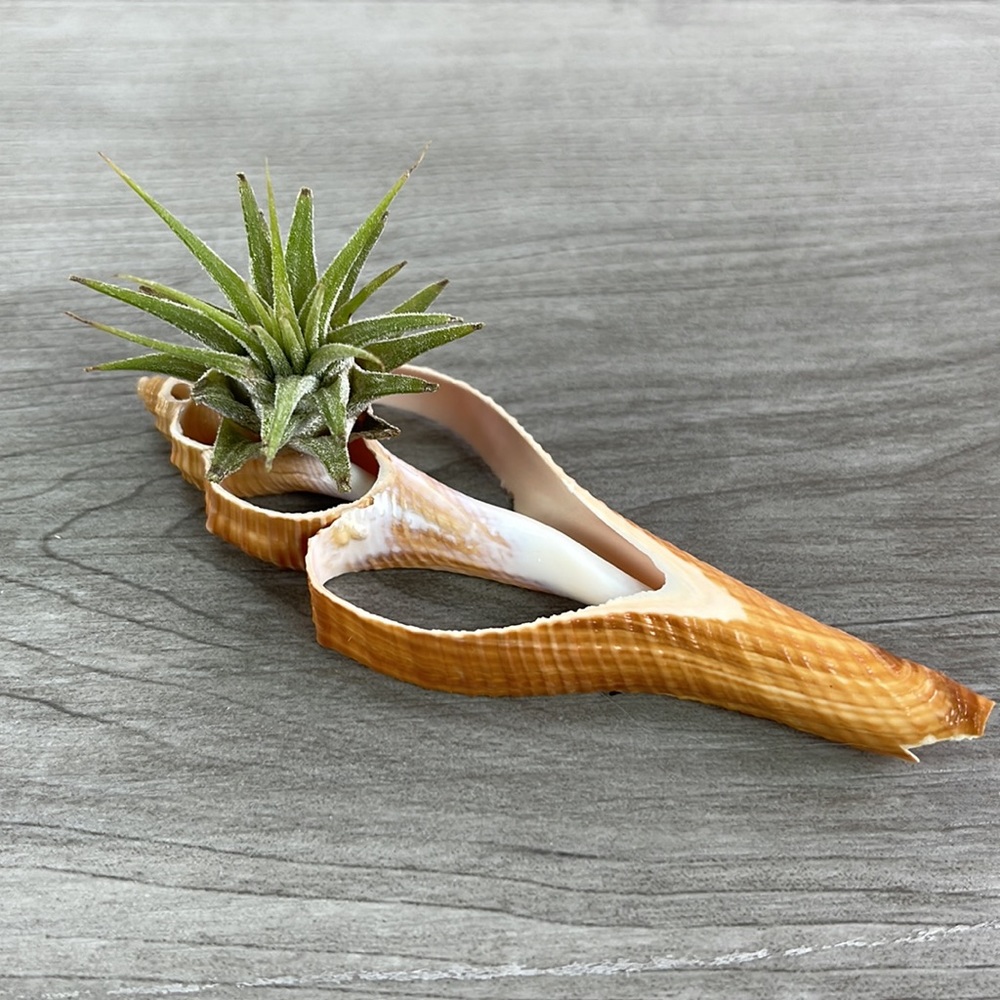 🔆AIR PLANT BUDDY🔆 WITH REAL SEA SHELL HAND MADE AND UNIQUE - Picture 9 of 9